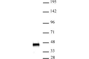 SMARCB1 antibody (mAb) (Clone 2C2) tested by Western blot. (SMARCB1 抗体)
