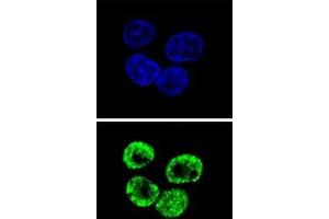 Confocal immunofluorescent analysis of CCNI2 Antibody (Center)(Cat#AP50818PU-N) with HepG2 cell followed by Alexa Fluor 488-conjugated goat anti-rabbit lgG (green). (CCNI2 抗体  (Middle Region))