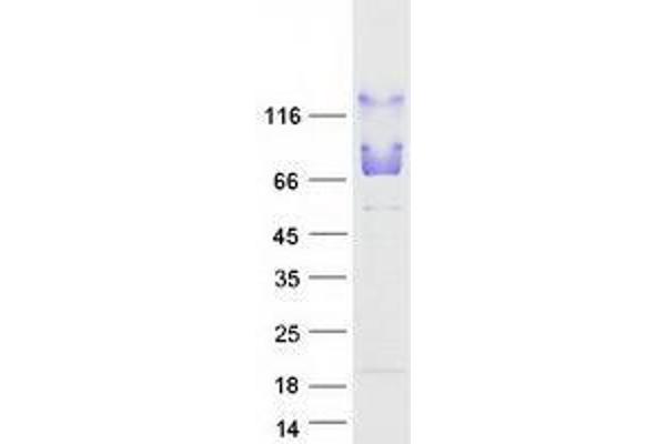 UBQLN4 Protein (Myc-DYKDDDDK Tag)