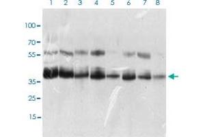 Western blot analysis of Lane 1: K562 cell lysate; Lane 2: HEK293 cell lysate; Lane 3: NTERA-2 cell lysate; Lane 4: Hela cell lysate; Lane 5: HepG2 cell lysate; Lane 6: Jurkat cell lysate; Lane 7: A431 cell lysate; Lane 8: NIH/3T3 cell lysate with KHDRBS2 monoclonal antibody, clone 7G8C10  at 1:500-1:2000 dilution. (KHDRBS2 抗体  (AA 160-349))