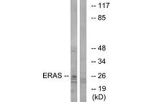 Western blot analysis of extracts from Jurkat cells, using ERAS Antibody. (ERAS 抗体  (AA 184-233))