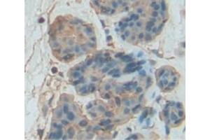 IHC-P analysis of Mouse Tissue, with DAB staining. (GZMB 抗体  (AA 16-244))