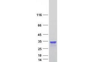 Western Blotting (WB) image for Cellular Repressor of E1A-Stimulated Genes 1 (CREG1) protein (Myc-DYKDDDDK Tag) (ABIN2712552)
