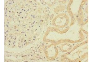 Immunohistochemistry of paraffin-embedded human kidney tissue using ABIN7162794 at dilution of 1:100 (PPIAL4G 抗体  (AA 1-164))
