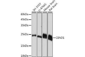 Western blot analysis of extracts of various cell lines, using CEND1 Rabbit mAb (ABIN7266242) at 1:1000 dilution. (CEND1 抗体)