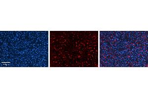 GPAA1 antibody - C-terminal region          Formalin Fixed Paraffin Embedded Tissue:  Human Liver Tissue    Observed Staining:  Cytoplasm in sinusoids of liver   Primary Antibody Concentration:  1:100    Secondary Antibody:  Donkey anti-Rabbit-Cy3    Secondary Antibody Concentration:  1:200    Magnification:  20X    Exposure Time:  0.