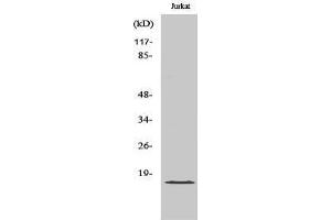Western Blotting (WB) image for anti-Growth Arrest and DNA-Damage-Inducible, gamma (GADD45G) (C-Term) antibody (ABIN3184726) (GADD45G 抗体  (C-Term))