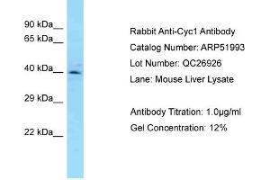 Western Blotting (WB) image for anti-Cytochrome C1 (CYC1) (C-Term) antibody (ABIN2784726) (Cytochrome C1 抗体  (C-Term))
