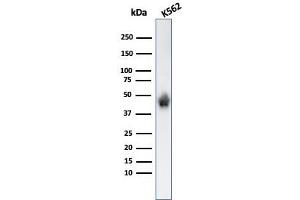 Western Blot Analysis of K562 cell lysate using Glycophorin A Monoclonal Antibody (SPM599). (CD235a/GYPA 抗体)