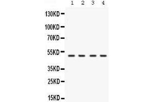 Western blot analysis of RNH1 expression in rat testis extract (lane 1), mouse brain extract (lane 2), human placenta extract (lane 2) and K562 whole cell lysates (lane 4). (RNH1 抗体  (N-Term))