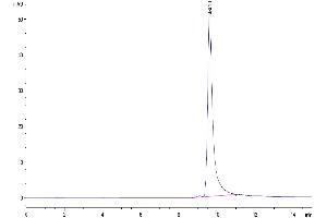The purity of Human FGF-7/KGF is greater than 95 % as determined by SEC-HPLC.