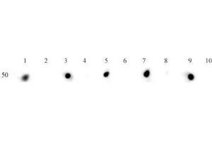 Histone H3ac (pan-acetyl)antibody (pAb) tested by dot blot analysis.