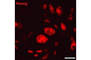 Nanog antibody (pAb) tested by Immunofluorescence Mouse embryonic stem cells (mESCs) grown on mouse embryonic fibroblast feeder cells (MEFs) were fixed with 4% paraformaldehyde for 10 minutes at room temperature. (Nanog 抗体  (N-Term))