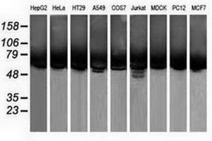 Image no. 4 for anti-Calcium Binding and Coiled-Coil Domain 2 (CALCOCO2) antibody (ABIN1497075)