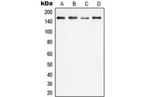 Western blot analysis of PLC gamma 1 expression in HEK293T (A), HeLa (B), SP2/0 (C), PC12 (D) whole cell lysates. (Phospholipase C gamma 1 抗体  (Center))