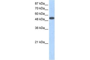 Western Blotting (WB) image for anti-Zinc Finger Protein 416 (ZNF416) antibody (ABIN2461246) (ZNF416 抗体)