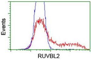 Image no. 1 for anti-RuvB-Like 2 (E. Coli) (RUVBL2) (AA 113-370) antibody (ABIN1490850) (RUVBL2 抗体  (AA 113-370))