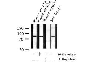 Western Blotting (WB) image for anti-Sp1 Transcription Factor (SP1) (pThr453) antibody (ABIN6256566)