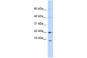 Western Blotting (WB) image for anti-NADH Dehydrogenase (Ubiquinone) 1, Subcomplex Unknown, 2, 14.5kDa (NDUFC2) antibody (ABIN2459025) (NDUFC2 抗体)