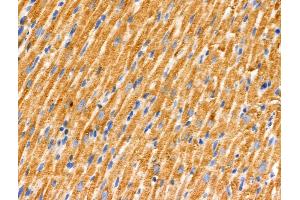 ABIN6262707 and ABIN6266568 at 1/100 staining Rat heart tissue by IHC-P. (PRAF2 抗体  (C-Term))