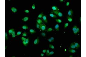 Immunofluorescence staining of Hela cells with ABIN7172014 at 1:100, counter-stained with DAPI. (TXN 抗体  (AA 2-105))