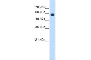 Western Blotting (WB) image for anti-C-Type Lectin Domain Family 4, Member M (CLEC4M) antibody (ABIN2462578) (C-Type Lectin Domain Family 4, Member M (CLEC4M) 抗体)