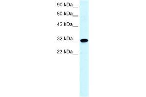 WB Suggested Anti-AQP7 Antibody Titration:  0. (Aquaporin 7 抗体  (C-Term))