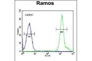 Flow cytometric analysis of Ramos cells (right histogram) compared to a negative control cell (left histogram). (NIPAL1 抗体  (C-Term))