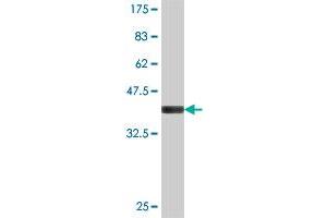 Western Blot detection against Immunogen (37. (DENND4A 抗体  (AA 1-101))