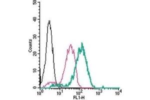 Cell surface detection of CX3CR1 in live intact human THP-1 monocytic leukemia cells: (black line) Cells. (CX3CR1 抗体  (Extracellular) (FITC))