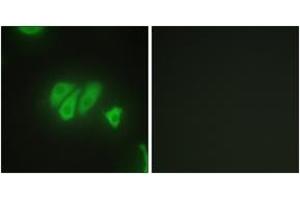 Immunofluorescence analysis of HepG2 cells, using PDZD2 Antibody. (PDZD2 抗体  (AA 51-100))