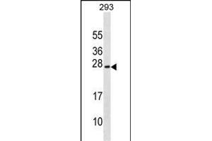 EXOSC1 Antibody (C-term) (ABIN1536767 and ABIN2849927) western blot analysis in 293 cell line lysates (35 μg/lane). (EXOSC1 抗体  (C-Term))