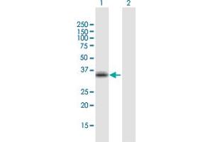 Western Blot analysis of CCR5 expression in transfected 293T cell line by CCR5 MaxPab polyclonal antibody. (CCR5 抗体  (AA 1-352))