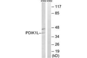 Western blot analysis of extracts from K562 cells, using PDIK1L Antibody. (PDIK1L 抗体  (AA 101-150))