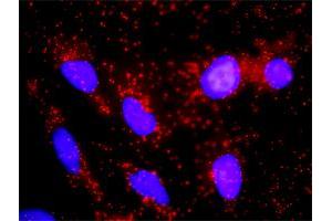 Proximity Ligation Analysis of protein-protein interactions between RXRA and CTNNB1. (Retinoid X Receptor alpha 抗体  (AA 1-462))