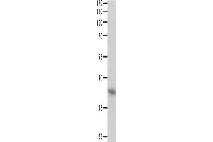 Western Blotting (WB) image for anti-Dual Specificity Phosphatase 12 (DUSP12) antibody (ABIN2421549) (DUSP12 抗体)