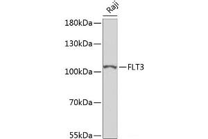Western blot analysis of extracts of Raji cells using FLT3 Polyclonal Antibody at dilution of 1:500. (FLT3 抗体)
