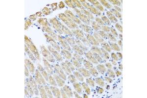 Immunohistochemistry of paraffin-embedded mouse stomach using GFER antibody (ABIN5973176) at dilution of 1/100 (40x lens). (GFER 抗体)