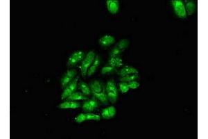 Immunofluorescent analysis of Hela cells using ABIN7160401 at dilution of 1:100 and Alexa Fluor 488-congugated AffiniPure Goat Anti-Rabbit IgG(H+L) (MBP 抗体  (AA 1-197))