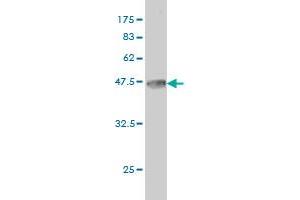 Western Blotting (WB) image for anti-N-Myc Proto-Oncogene Protein (MYCN) (AA 1-100) antibody (ABIN561893)