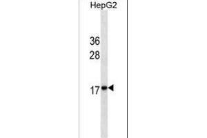 HMG2 Antibody ABIN1539937 western blot analysis in HepG2 cell line lysates (35 μg/lane). (HMGB2 抗体  (AA 64-92))