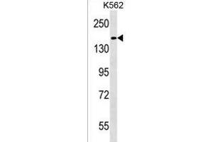 HEPHL1 Antibody (N-term) (ABIN1539164 and ABIN2850036) western blot analysis in K562 cell line lysates (35 μg/lane). (HEPHL1 抗体  (N-Term))