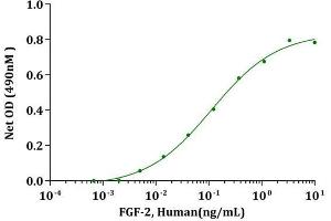 FGF-basic (154aa), Human  stimulates cell proliferation of Balb/3T3 cells. (FGF2 Protein (AA 135-288, Isoform 1))