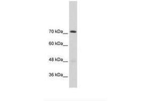 Image no. 2 for anti-General Transcription Factor II I Repeat Domain-Containing 1 (GTF2IRD1) (AA 757-806) antibody (ABIN203342)
