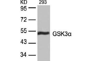 Image no. 4 for anti-Glycogen Synthase Kinase 3 alpha (GSK3a) (Ser21) antibody (ABIN197104) (GSK3 alpha 抗体  (Ser21))