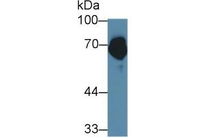 Detection of FUR in Porcine Skin lysate using Polyclonal Antibody to Furin (FUR) (FURIN 抗体  (AA 587-748))