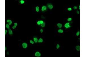 Anti-HOXC11 mouse monoclonal antibody (ABIN2454335) immunofluorescent staining of COS7 cells transiently transfected by pCMV6-ENTRY HOXC11 (RC201475). (HOXC11 抗体)