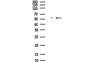 Western blot analysis of lysates from COLO205 cells(heat-shock,45 min treatment), using ANGPTL3 Antibody at 1/1000 dilution.