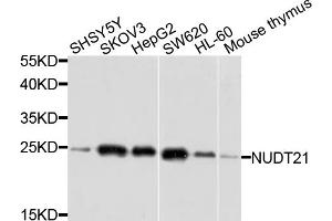 Western blot analysis of extracts of various cell lines, using NUDT21 antibody. (NUDT21 抗体)