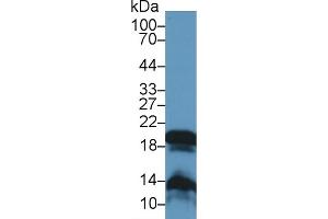 Detection of GKN2 in Rat Stomach lysate using Polyclonal Antibody to Gastrokine 2 (GKN2) (Gastrokine 2 抗体  (AA 21-184))
